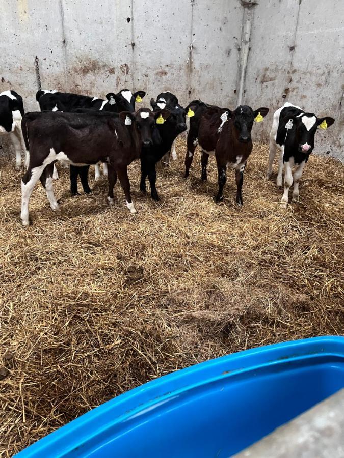 Lacken Farmyard Kilmihil Экстерьер фото